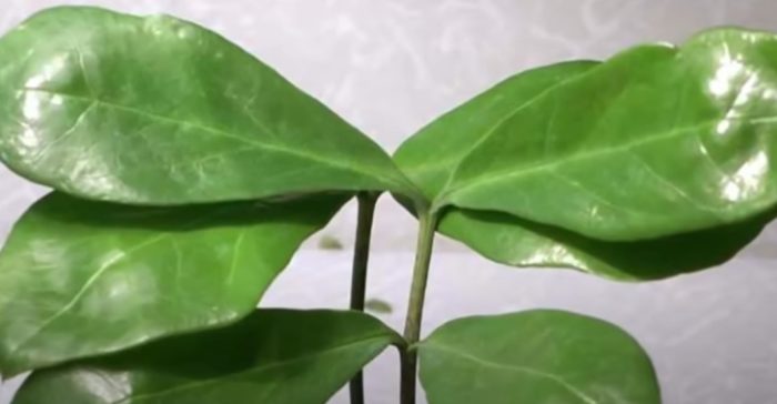 Lanceolate Zamioculcas