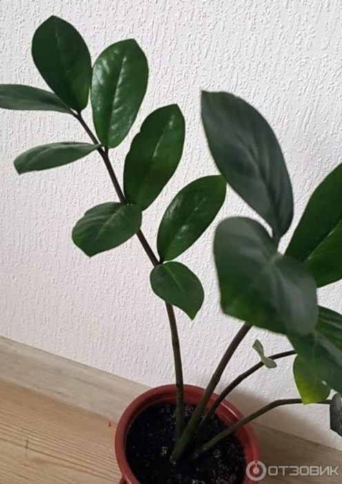Halamang Zamioculcas