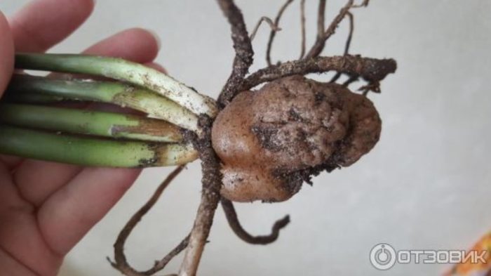 Ugat ng Zamioculcas