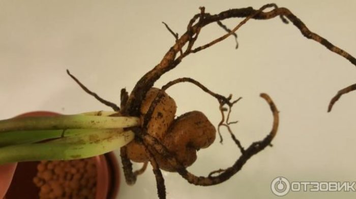 Bush para sa transplantasyon