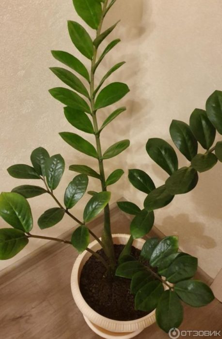 Ang paglaki ng palumpong ng Zamioculcas