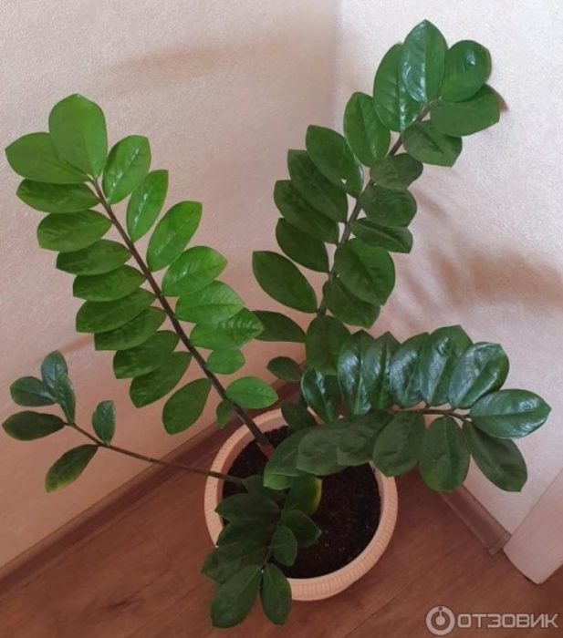 Zamioculcas 2 taong gulang