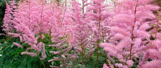 Larawan ng Astilbe