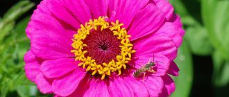Ảnh hoa cúc Zinnia
