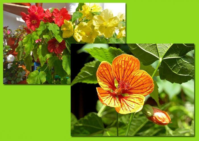 Bulaklak ng Abutilon