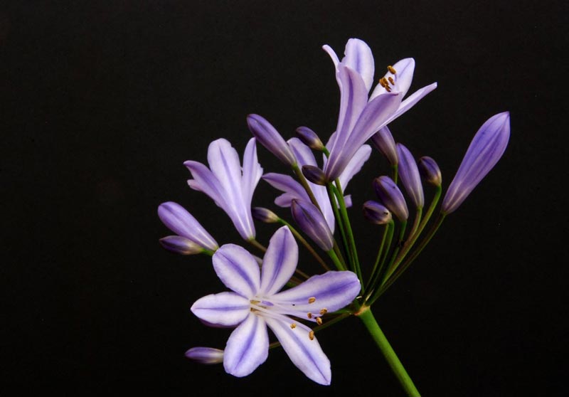 Lila agapanthus Agapanthus