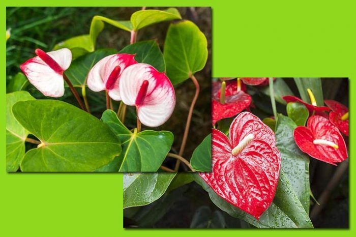 Bulaklak ng Anutrium