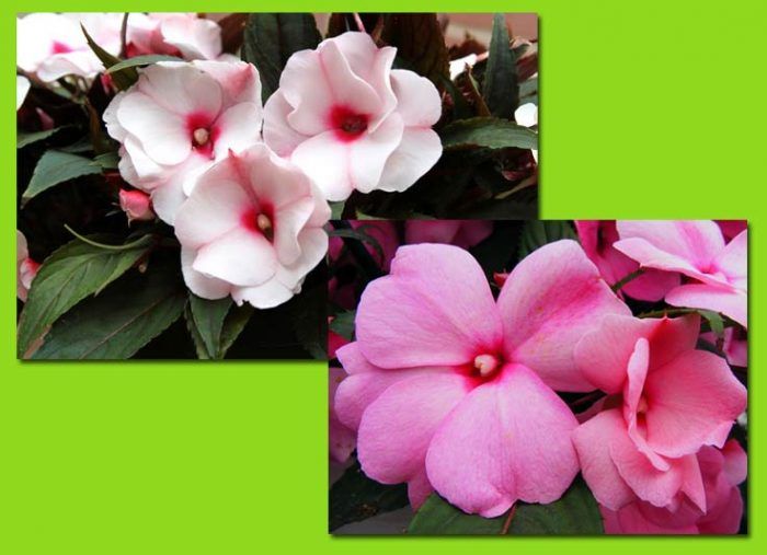 Bulaklak ng Impatiens