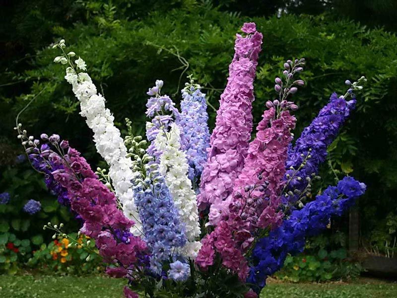 Kytica delfínií Delphinium