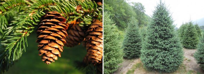 Puno ng spruce