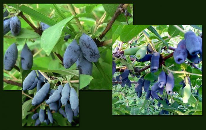 Mahabang bungang honeysuckle