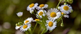 Erigeron