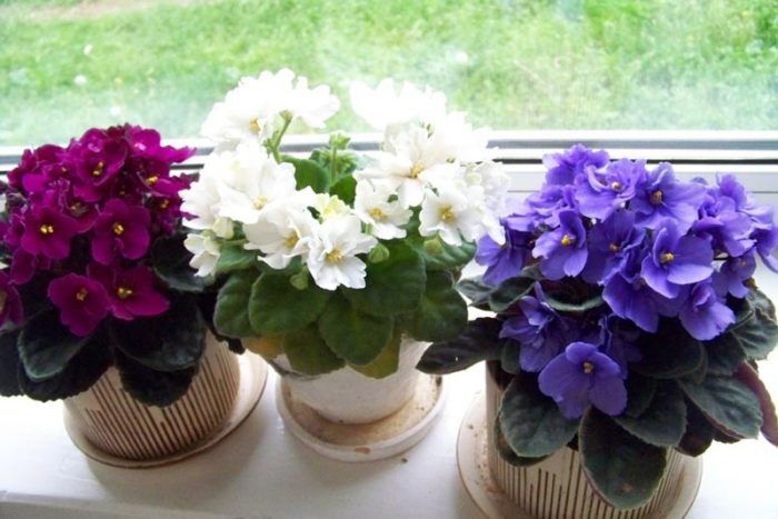 Mga violet sa windowsill