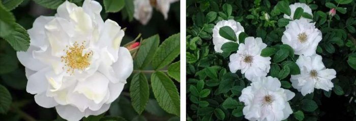 Роуз Хенри Хъдсън