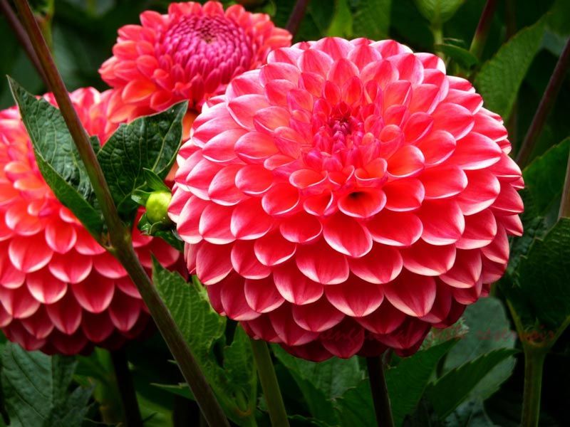 Jasne červená dahlia Dahlia