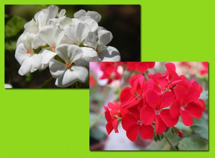 Bulaklak ng Geranium
