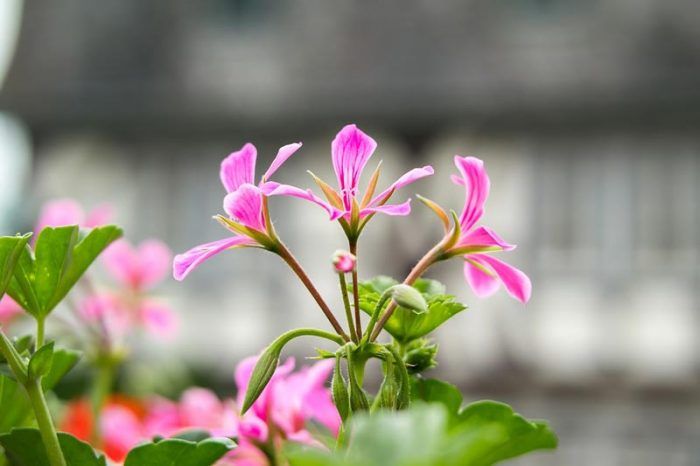 Geranium