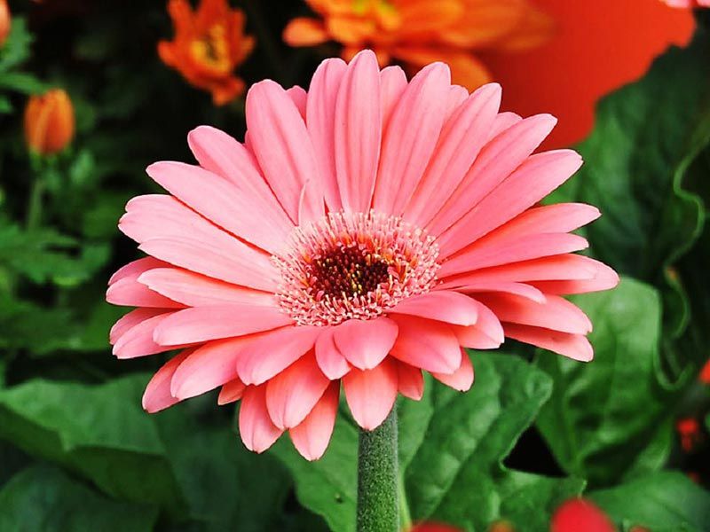 Ružová gerbera Gerbera