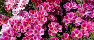 Godetia