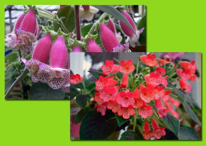 Bulaklak ng Kohleria