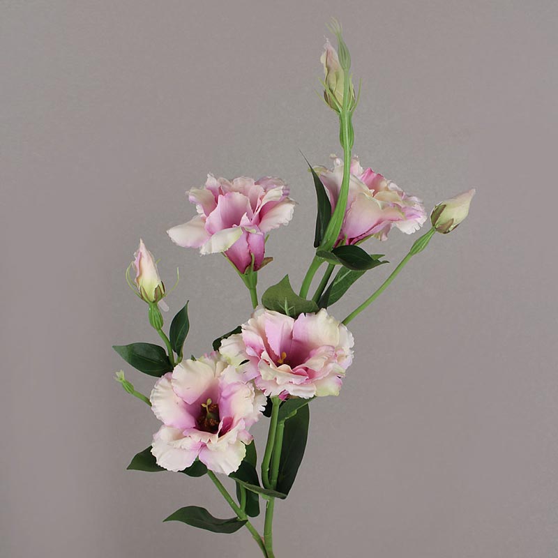 kvet Lisianthusu Lisianthus