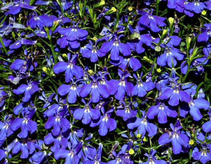 Lobelia ampelous
