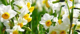 Narcissus