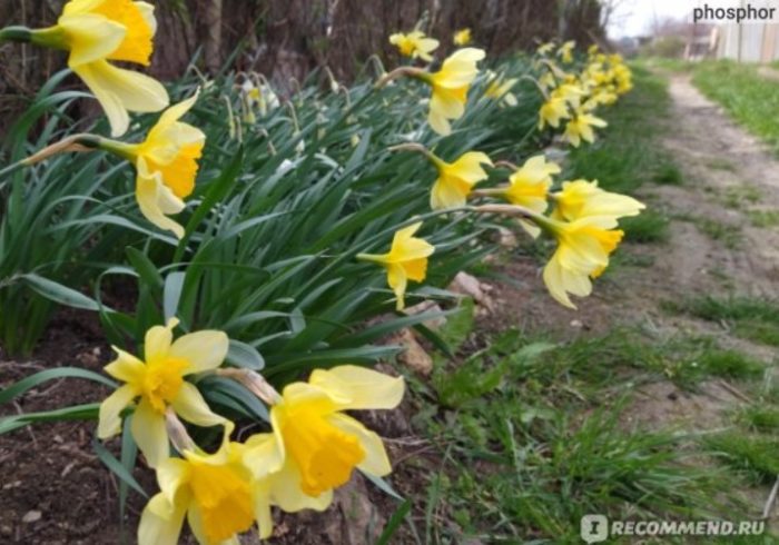 Mga dilaw na daffodil sa hardin
