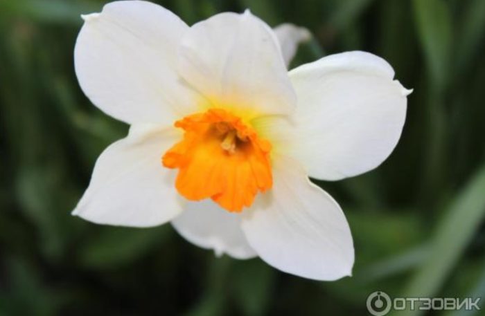 Narcissus bud