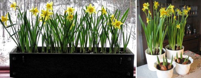 Narcis na okne