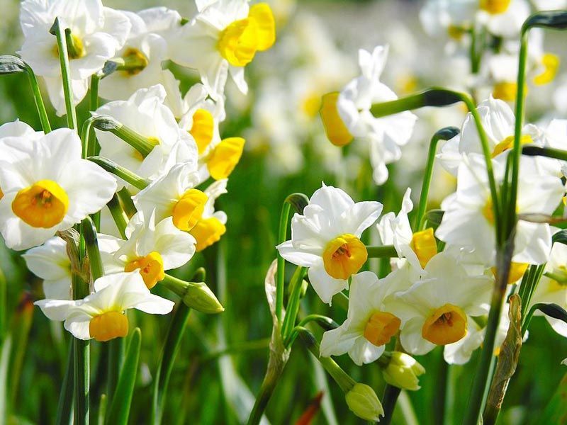 Biele okvetné lístky a žltý stred Narcis