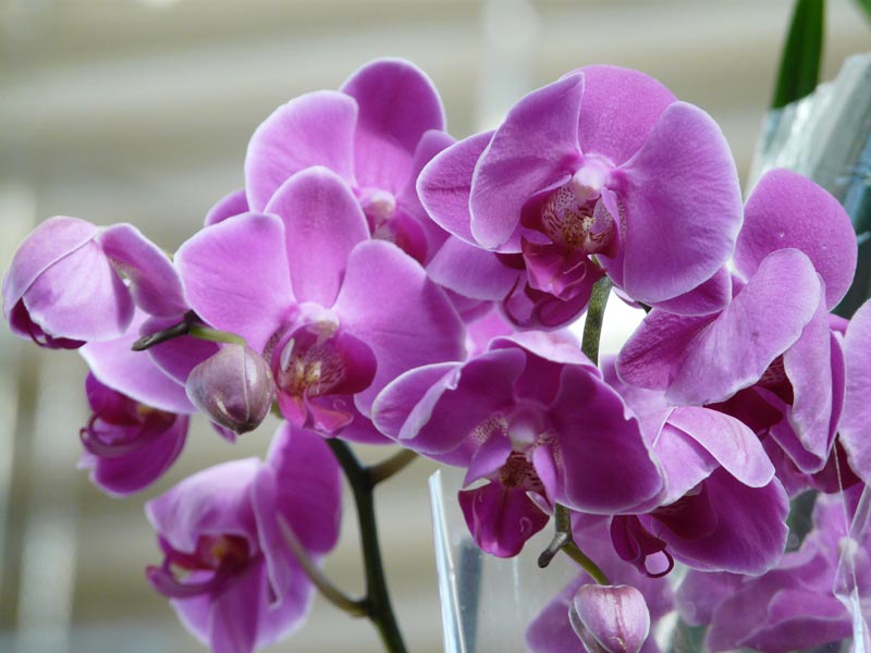 Ružovo-fialová orchidea Orchidea
