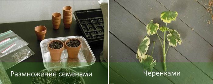 垂吊天竺葵的繁殖