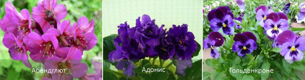 Mga violet sa hardin