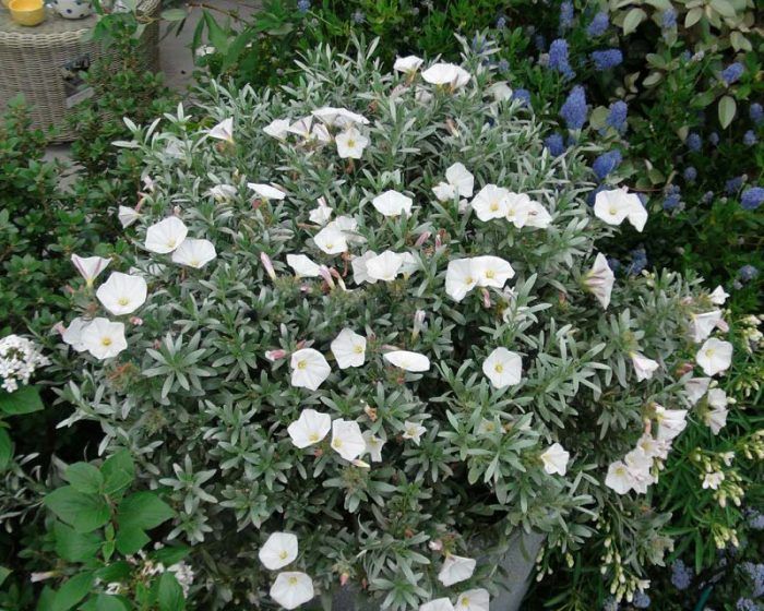 Bindweed