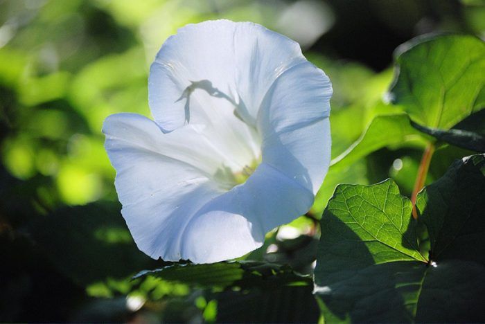 Bindweed sa bukid