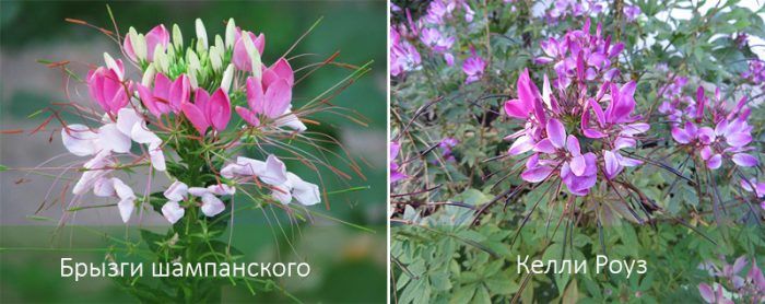 Сортове Клеоме хаселри
