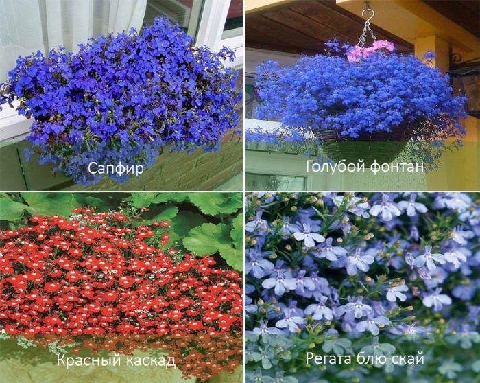 Mga uri ng Lobelia