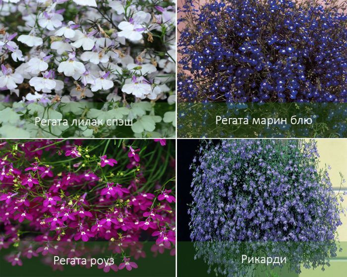 Mga uri ng Lobelia