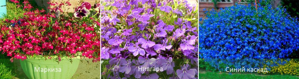 Mga uri ng Lobelia