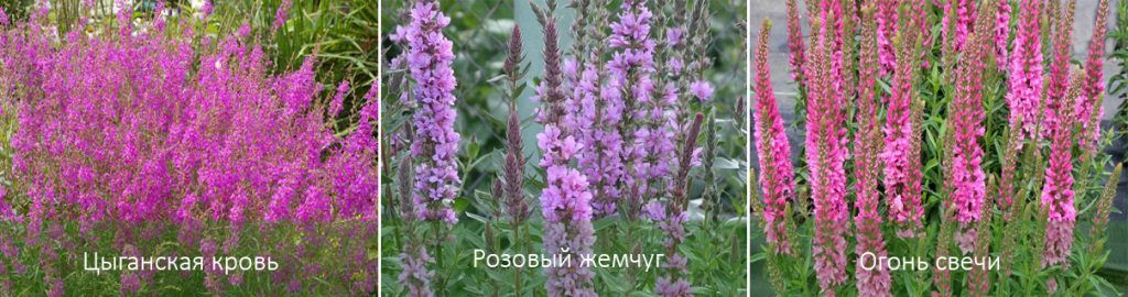 Odmiany krwawnicy
