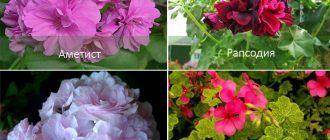 Variëteiten van hangende geraniums