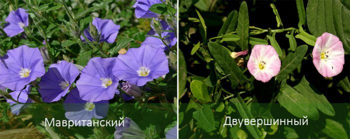 Mga uri ng bindweed sa hardin