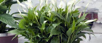 Spathiphyllum