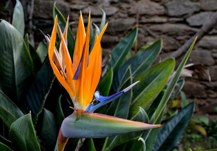 Oranžový kvet Strelitzia Strelitzia