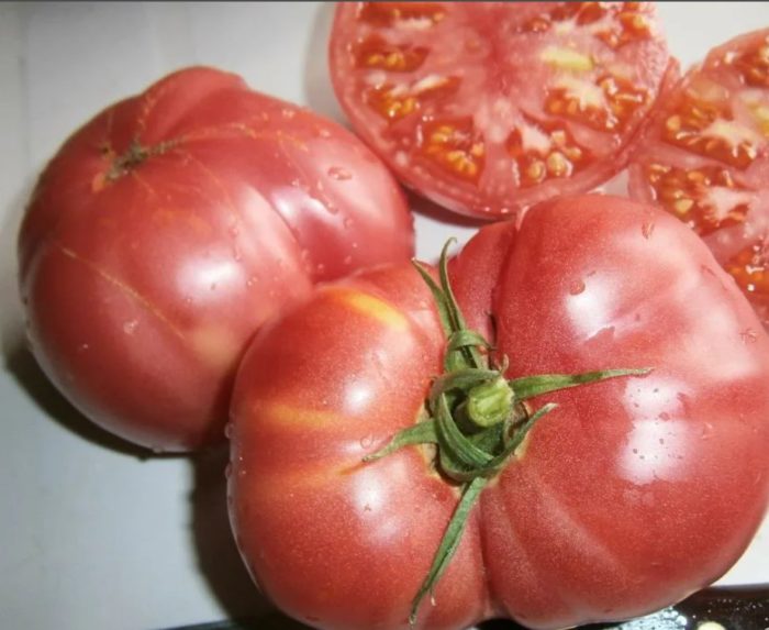 Ang bunga ng uri ng kamatis na Mashenka