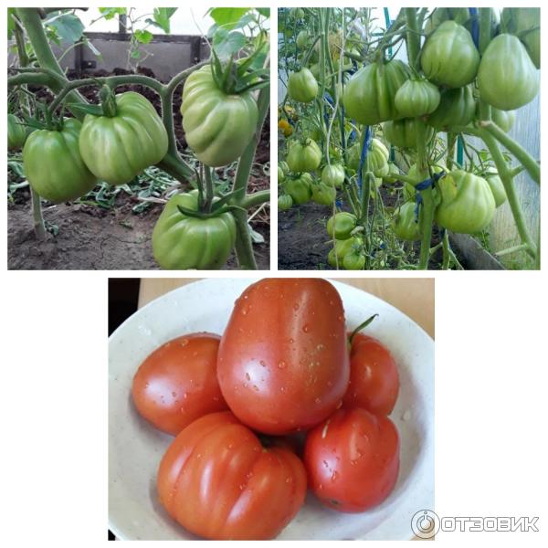 Tomato Puzata Khata cultivating