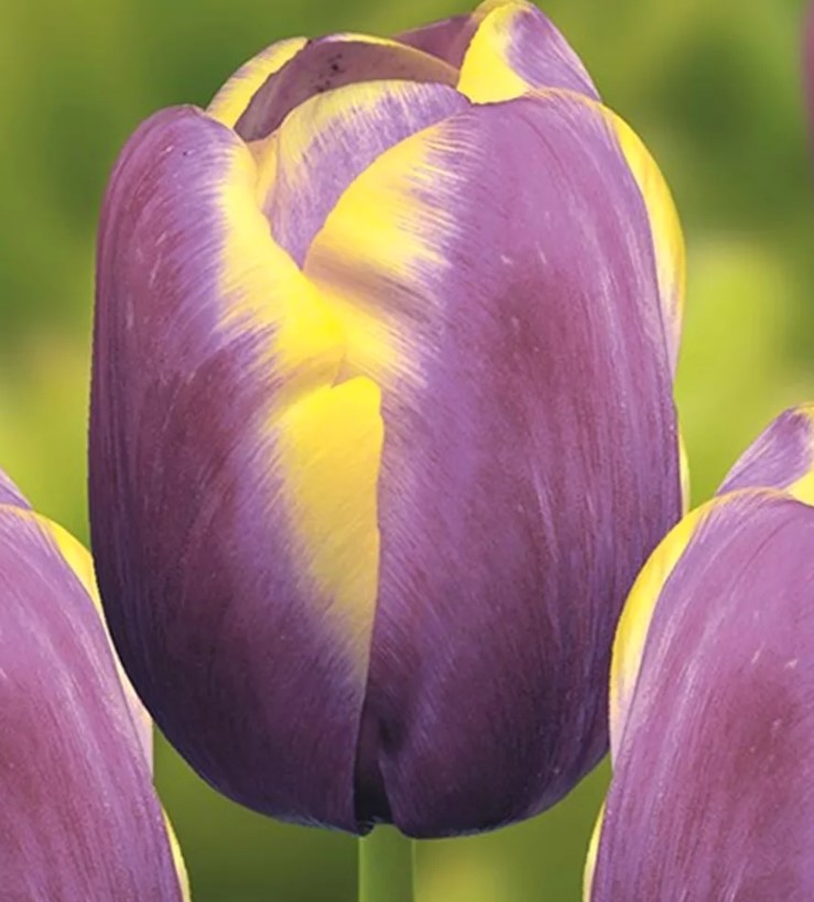 一組鬱金香，品種為「凱旋」、「阿拉伯美人」。