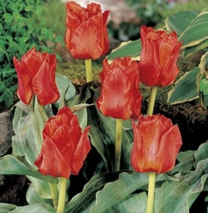 鬱金香雙冠紅毯