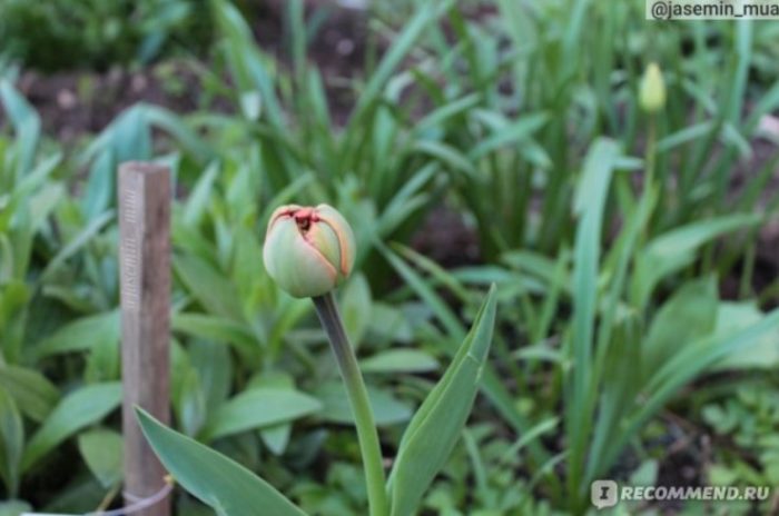 花園裡的鬱金香